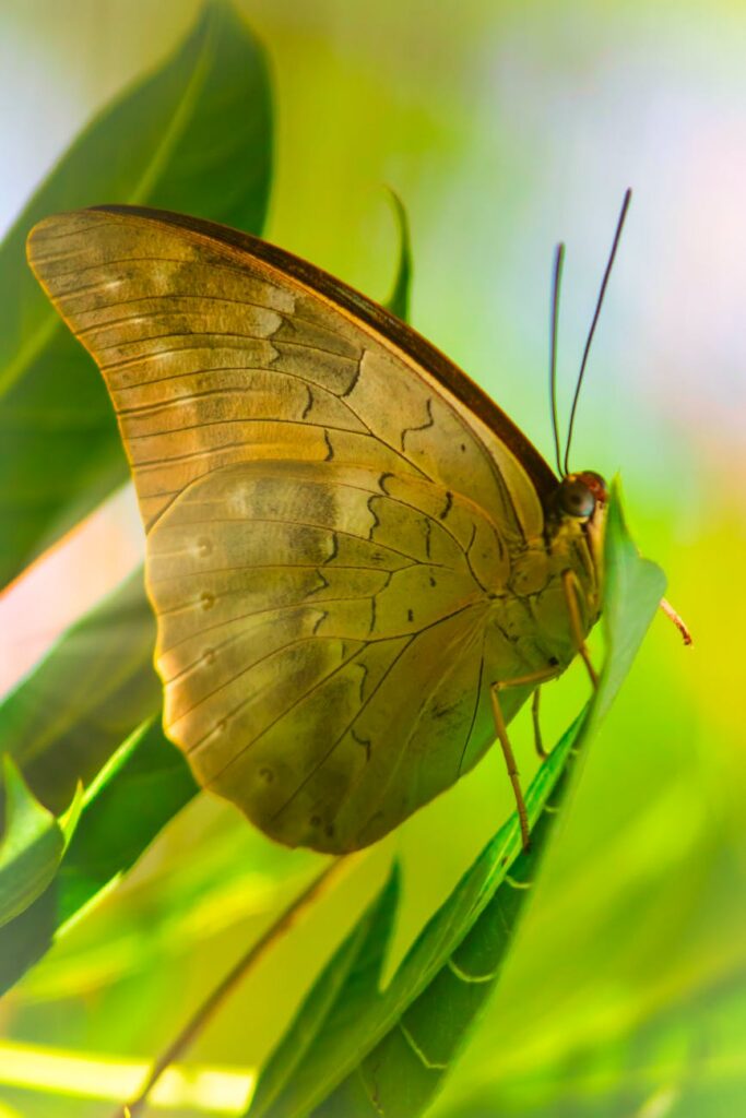 O charme da borboleta emoldurando a luz O charme da borboleta emoldurando a luz